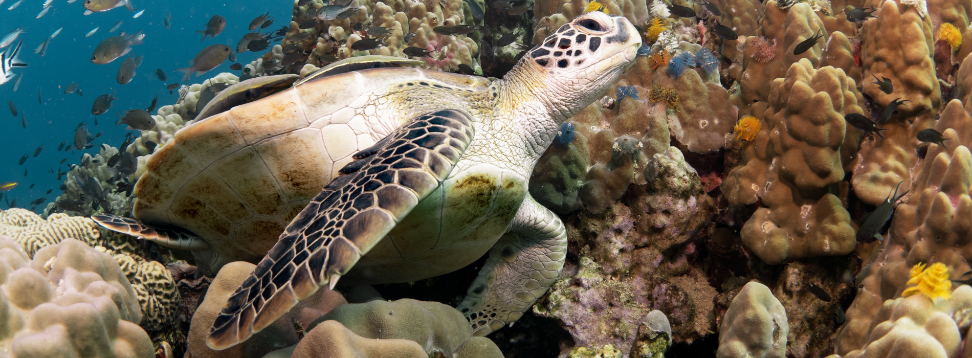 Turle on coral reef, koh tao diving