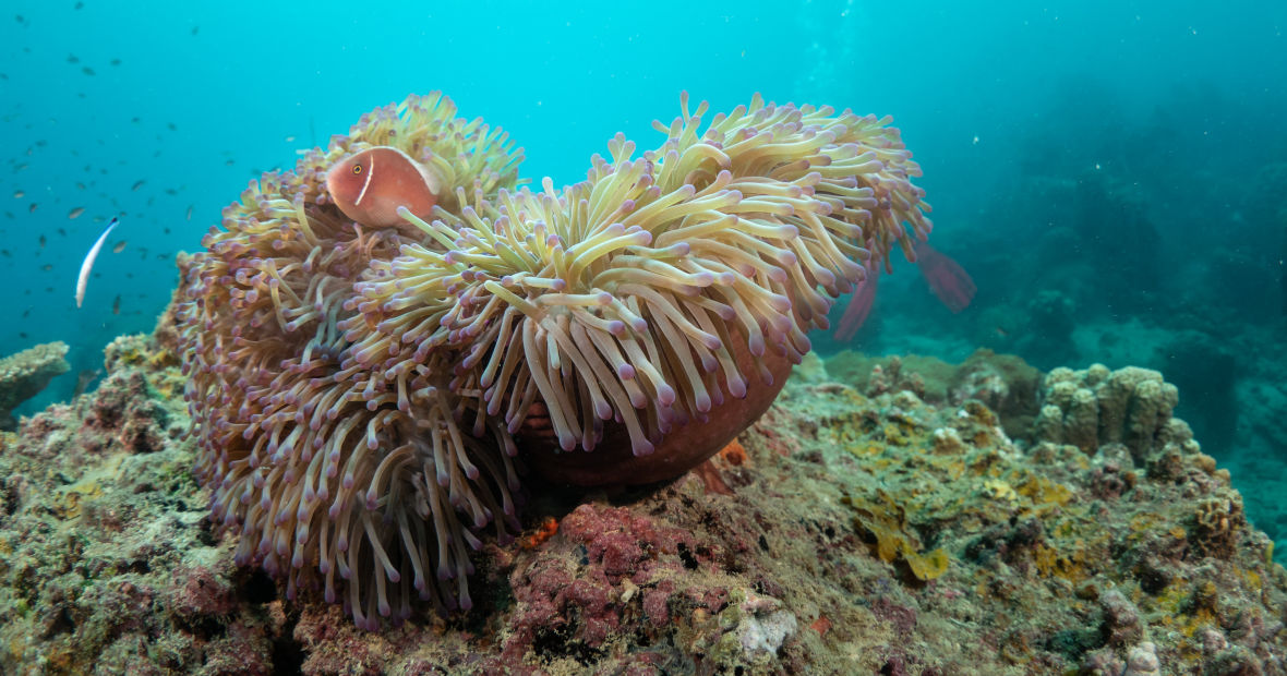 anemone with clown fish, dive in koh tao