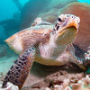 AWARE 魚類識別スペシャリティ PADI コース