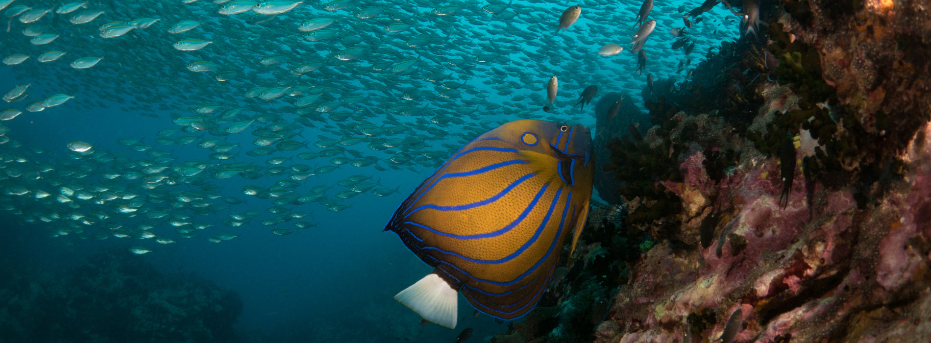 marine life in koh tao