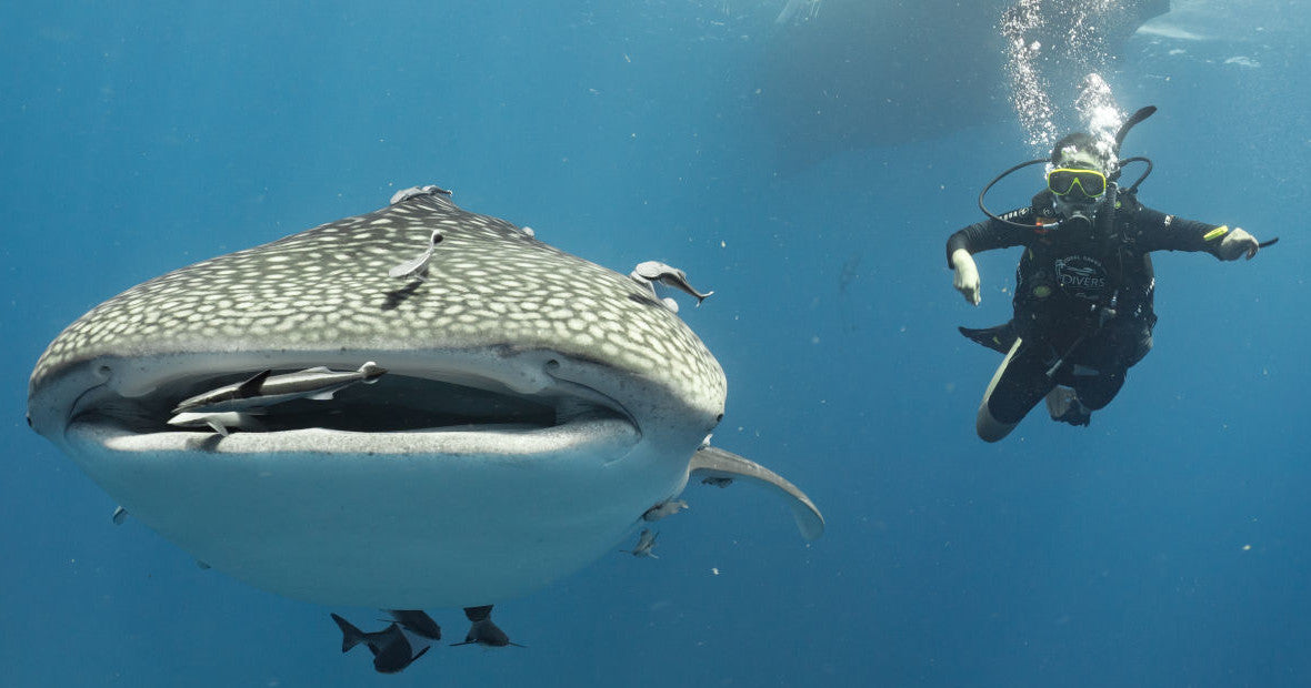 whale shark koh tao diving