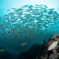 banc-de-poisson-diving-in-koh-tao