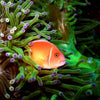 デジタル水中写真専門 PADI コース