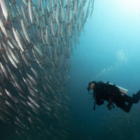 diver-barracuda-fish