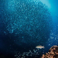 naturalist-divers-in-koh-tao-million-of-fish