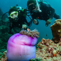 underwater-naturalist-divers-in-front-of-clown-fish-in-anemone