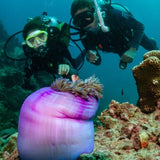 underwater-naturalist-divers-in-front-of-clown-fish-in-anemone