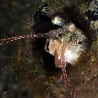 underwater-photography-specialty-course-macro-mode-shrimp