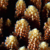 underwater-photography-specialty-course-macro-mode