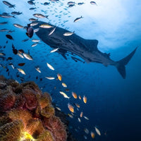 whale-shark-in-sail-rock-koh-tao