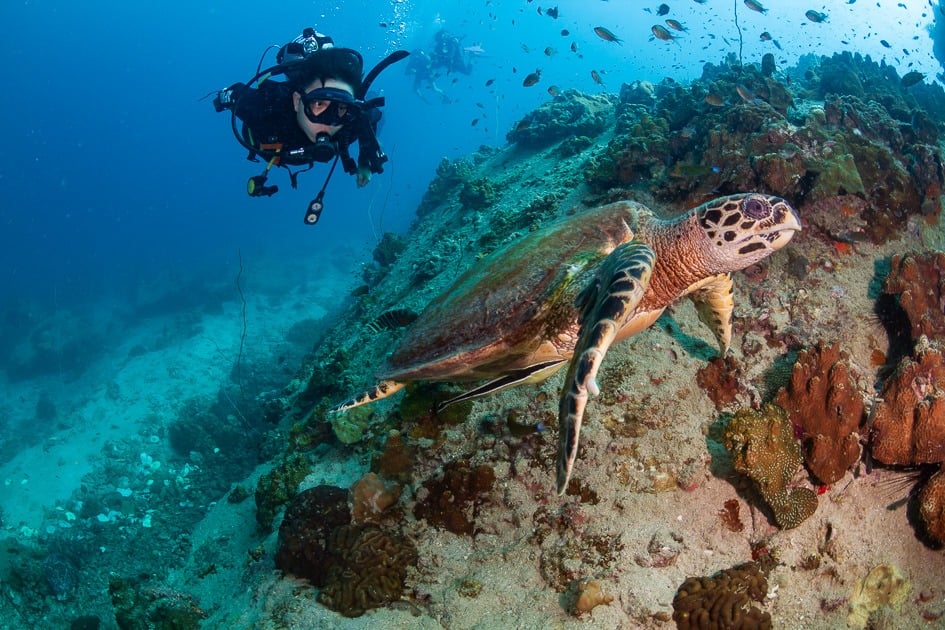 Tailandia Marina Vida | La tortuga de halcón