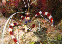 Coral banded shrimp Koh Tao