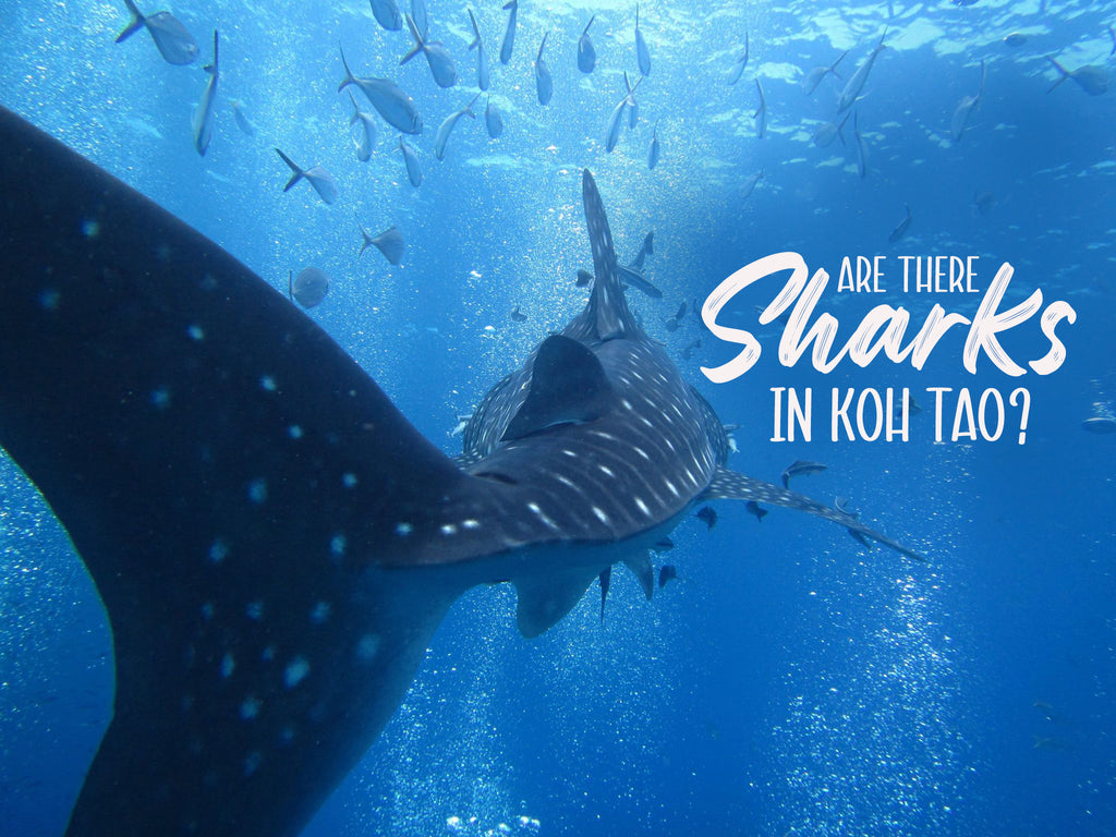 Existem tubarões em Koh Tao?