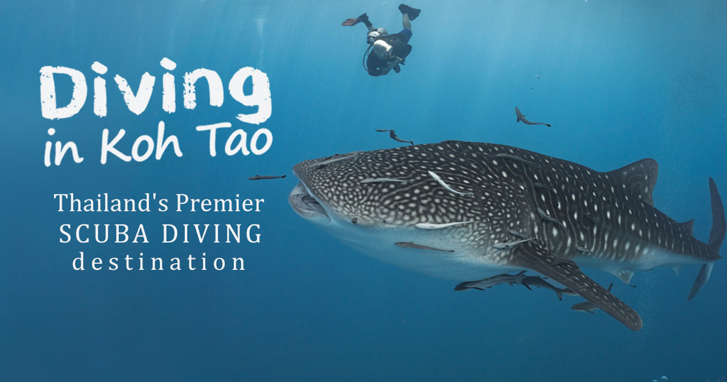 Diving in Koh Tao