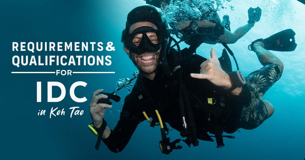 The Requirements and Qualifications for IDC in Koh Tao
