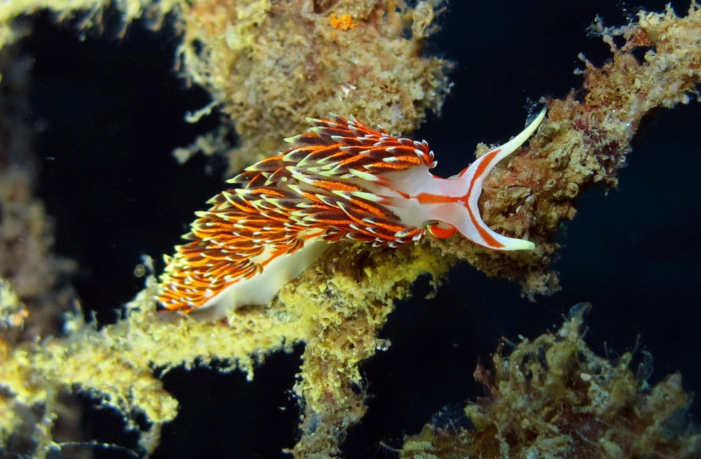 ชีวิตทางทะเลของประเทศไทย nudibranch