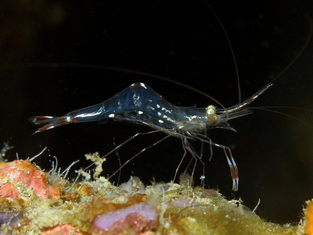 Vida marina de Tailandia | Camarones Limpiacristales