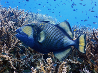 Scuba Diving with Triggerfish in Koh Tao