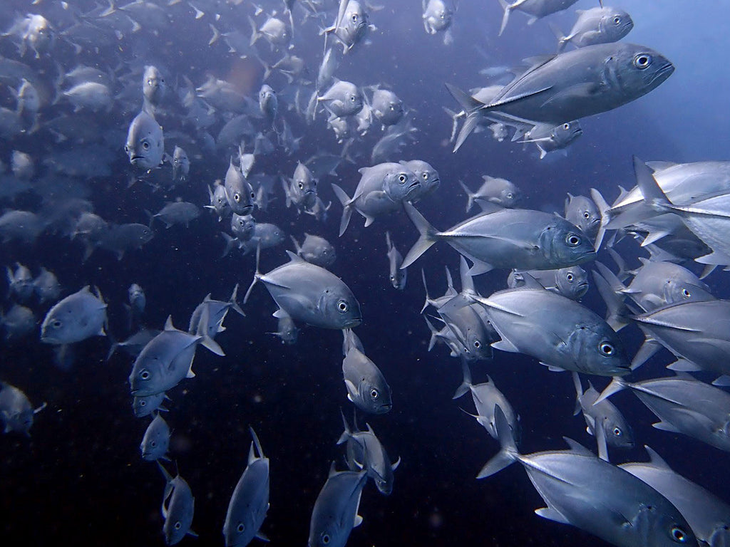 الحياة البحرية في تايلاند | The Bigeye Trevally