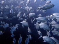 Koh Tao Bigeye Trevally