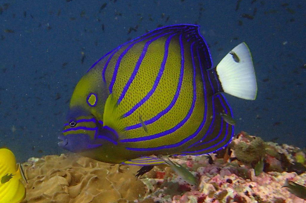 Kehidupan Laut Thailand | Ikan malaikat Bercincin Biru