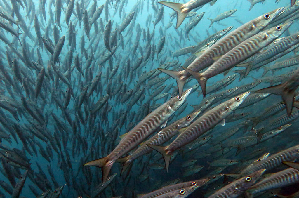 Vie marine en Thaïlande | Barracuda à chevrons