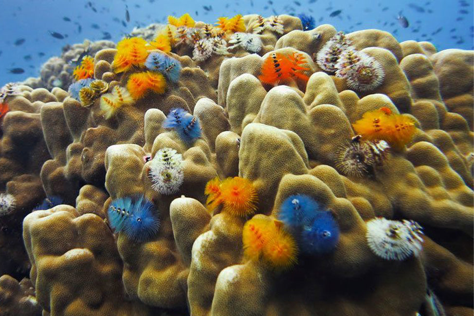 泰国海洋生物 | 圣诞树虫