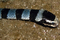 Thailand Marine Life | Banded Sea Krait