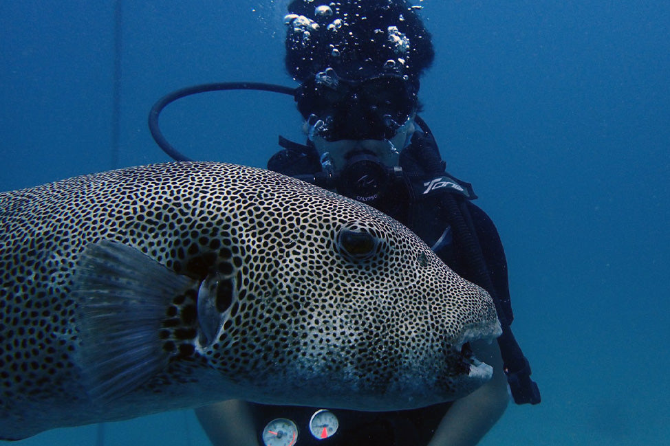 Thailand Marine Life | The Giant Starry Puffer