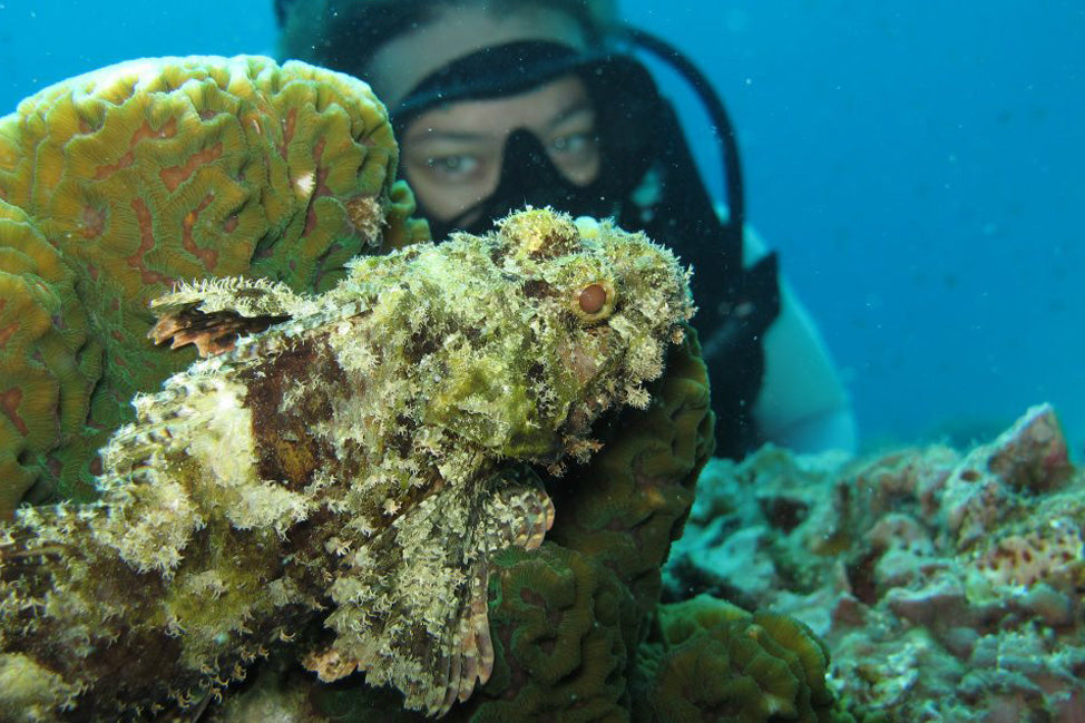 Vie marine en Thaïlande | Le poisson-scorpion barbu