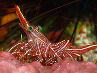 Thailand Marine Life | Durban dancing shrimp