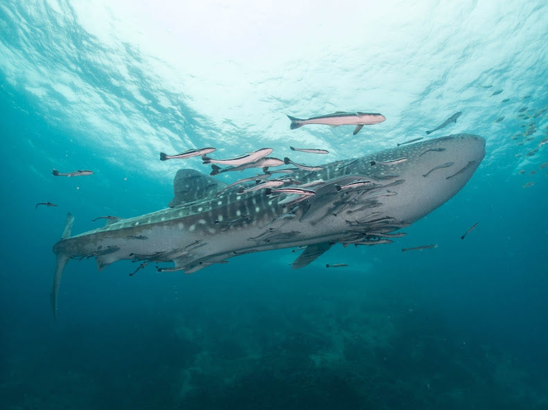 タイ海洋生物|ホエールシャーク