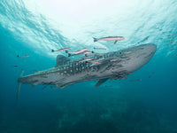 Whaleshark Koh Tao