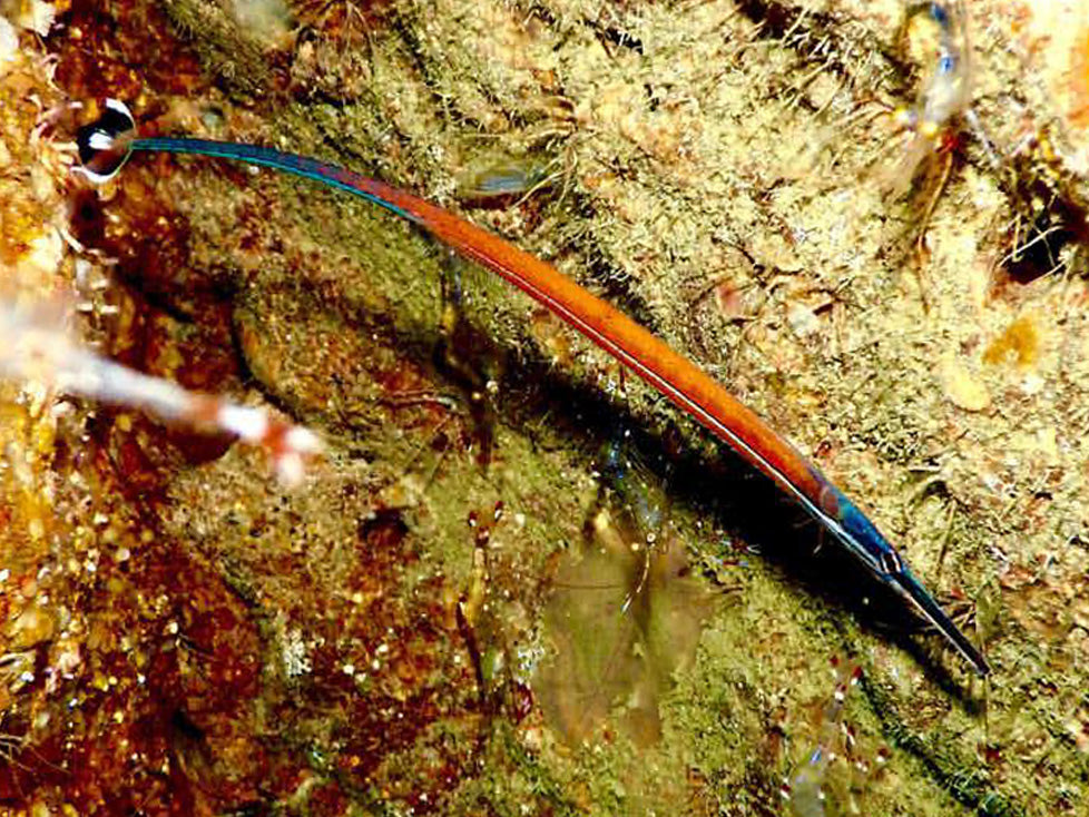 Kehidupan Marin Thailaan | Pipefish Janss