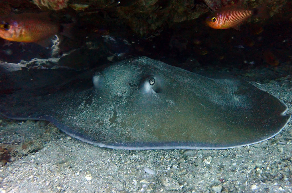 Tailândia Vida Marinha | Os Jenkins Whipray