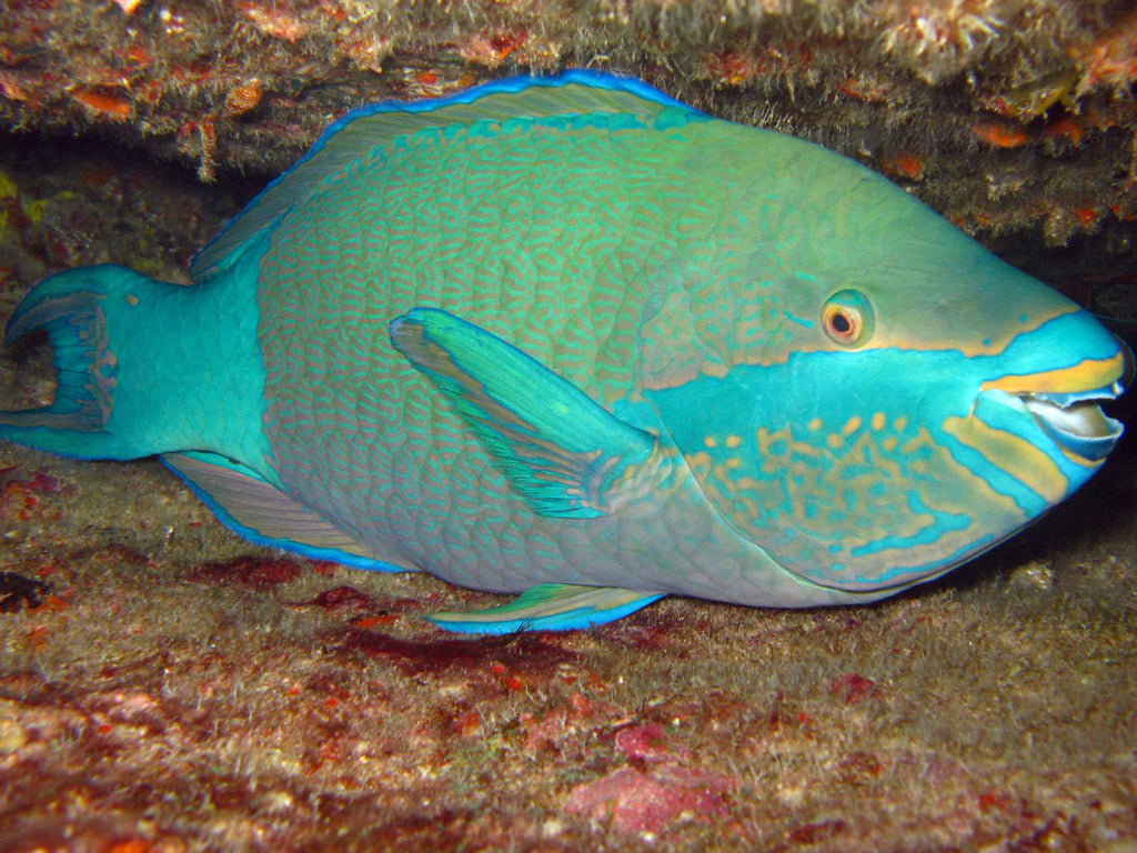 La vie marine en Thaïlande | Le poisson perroquet à l'honneur