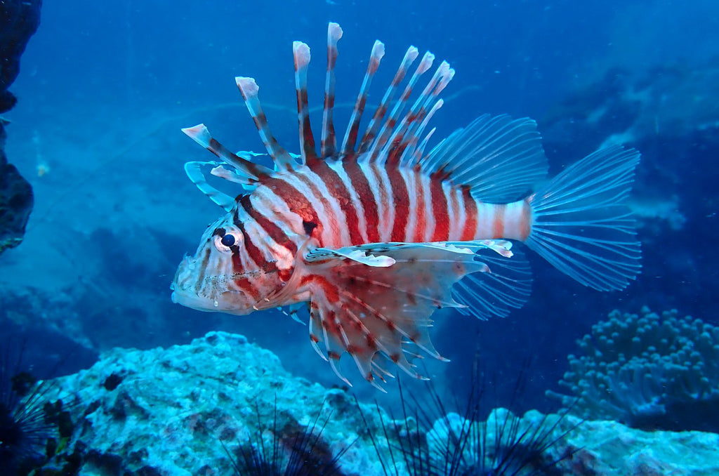 泰国海洋生物 | 红狮子鱼