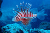 Thailand Marine Life | The Red Lionfish