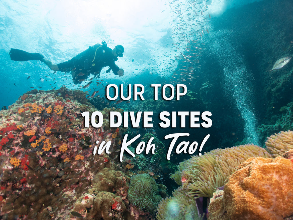 タオ島のトップ 10 ダイビング スポットをご紹介します