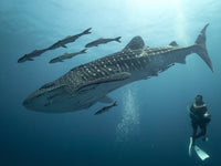 Whaleshard at Chumphon Pinnacle