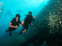 Koh Tao Diving