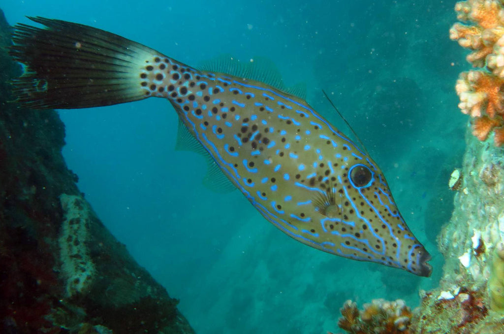 タイの海洋生物 | スクリブルカワハギ