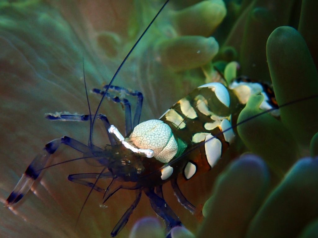 泰国海洋生物 | 海葵虾