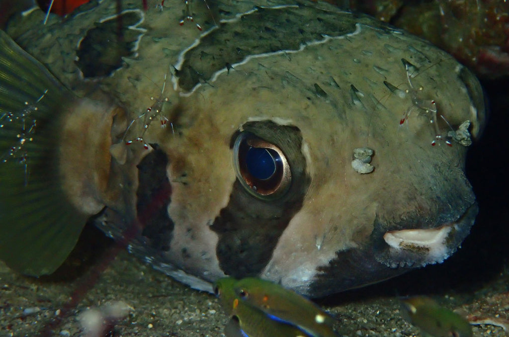 泰国海洋生物 | 黑斑刺猪鱼