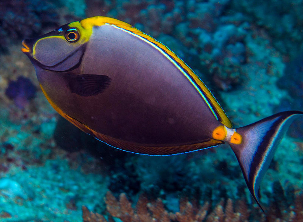 ชีวิตทางทะเลของประเทศไทย unicornfish กระดูกสันหลังสีส้ม