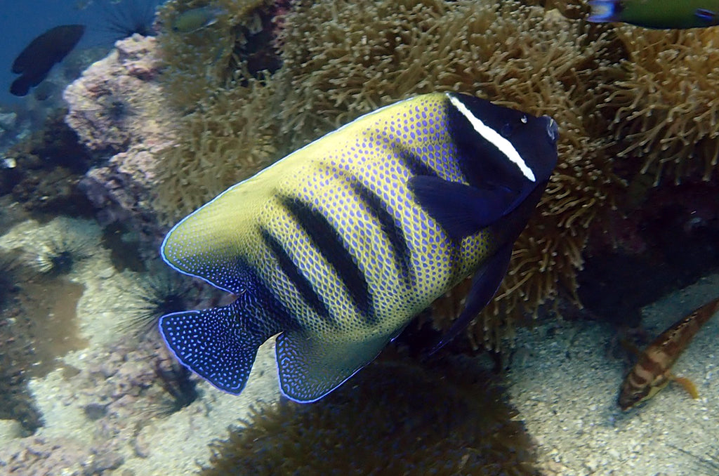 Vie marine en Thaïlande | Le poisson-ange à six bandes