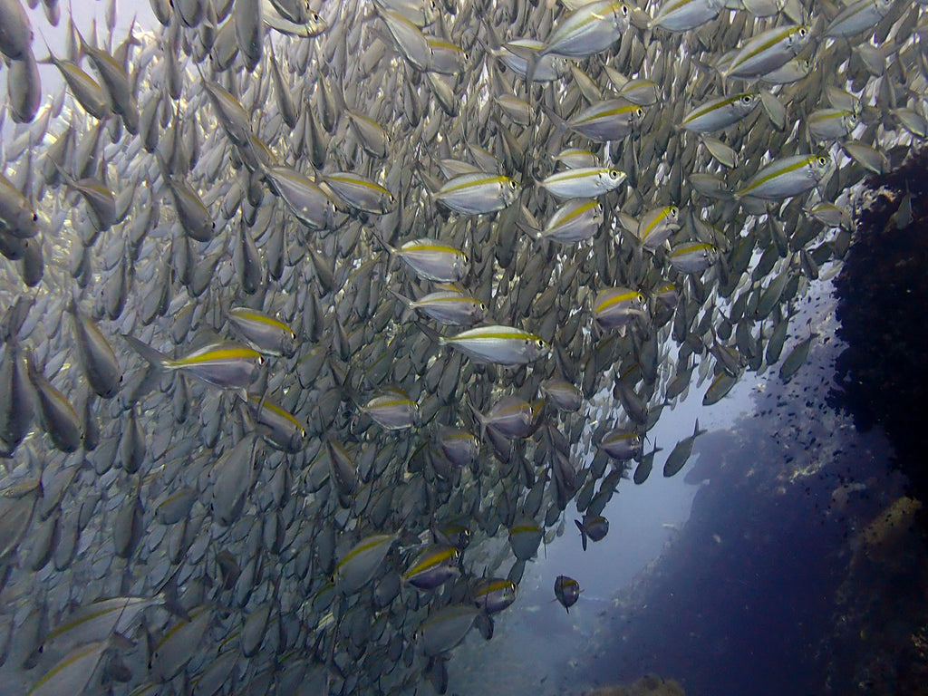 Vie marine en Thaïlande | Le Fusilier à bande jaune