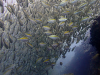 Thailand Marine Life | The Yellow-band Fusilier