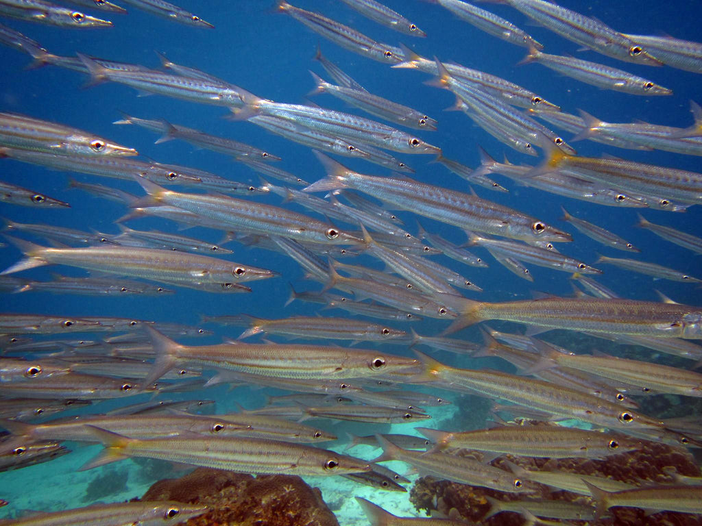 Thailand Marine Life | Yellowtail barracuda