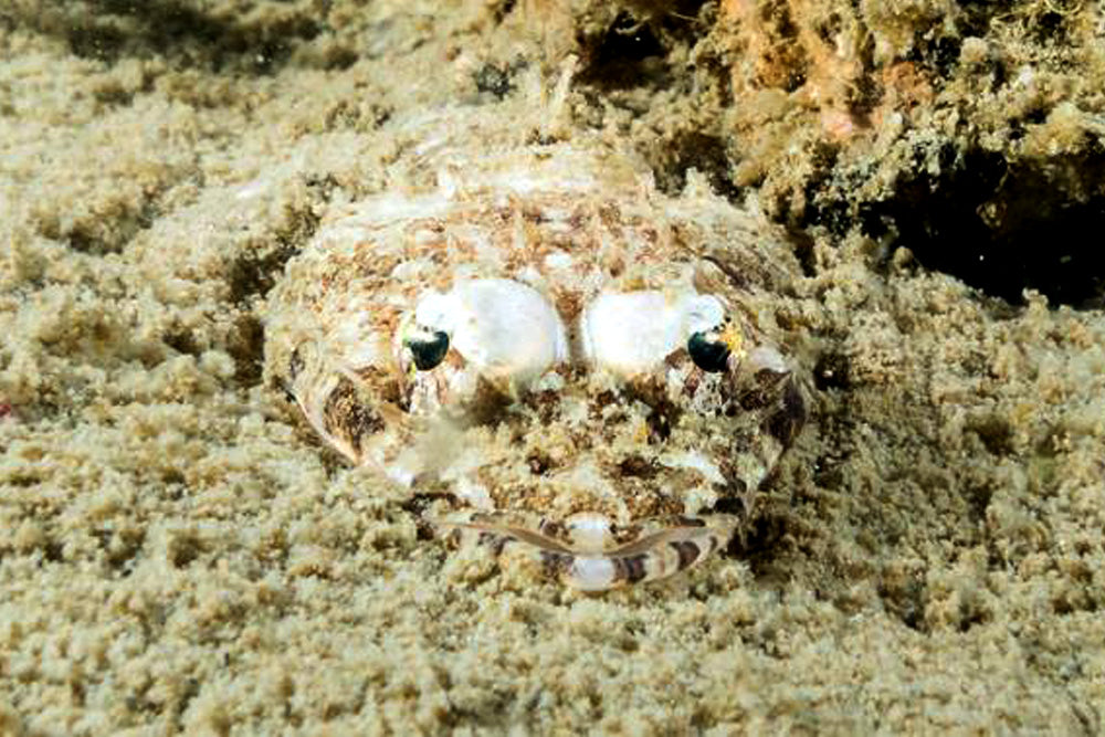 Thailand Marine Life | Der Krokodilfisch